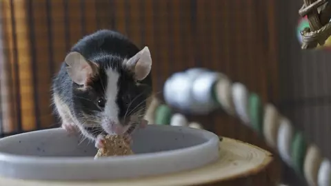 A black and white mouse eats some food from a bowl in their accommodation.